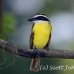 kiskadee_great_tar_h_0791_cos1124.jpg
